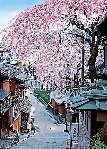 桜の産寧坂（京都）